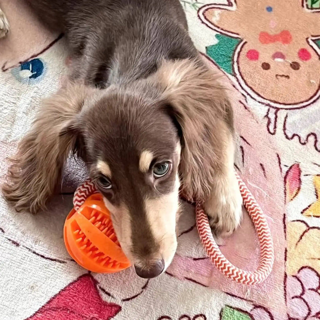 Dog Toy Bite-resistant cotton rope Handheld treat ball for teeth cleaning and training, interactive educational toy ball