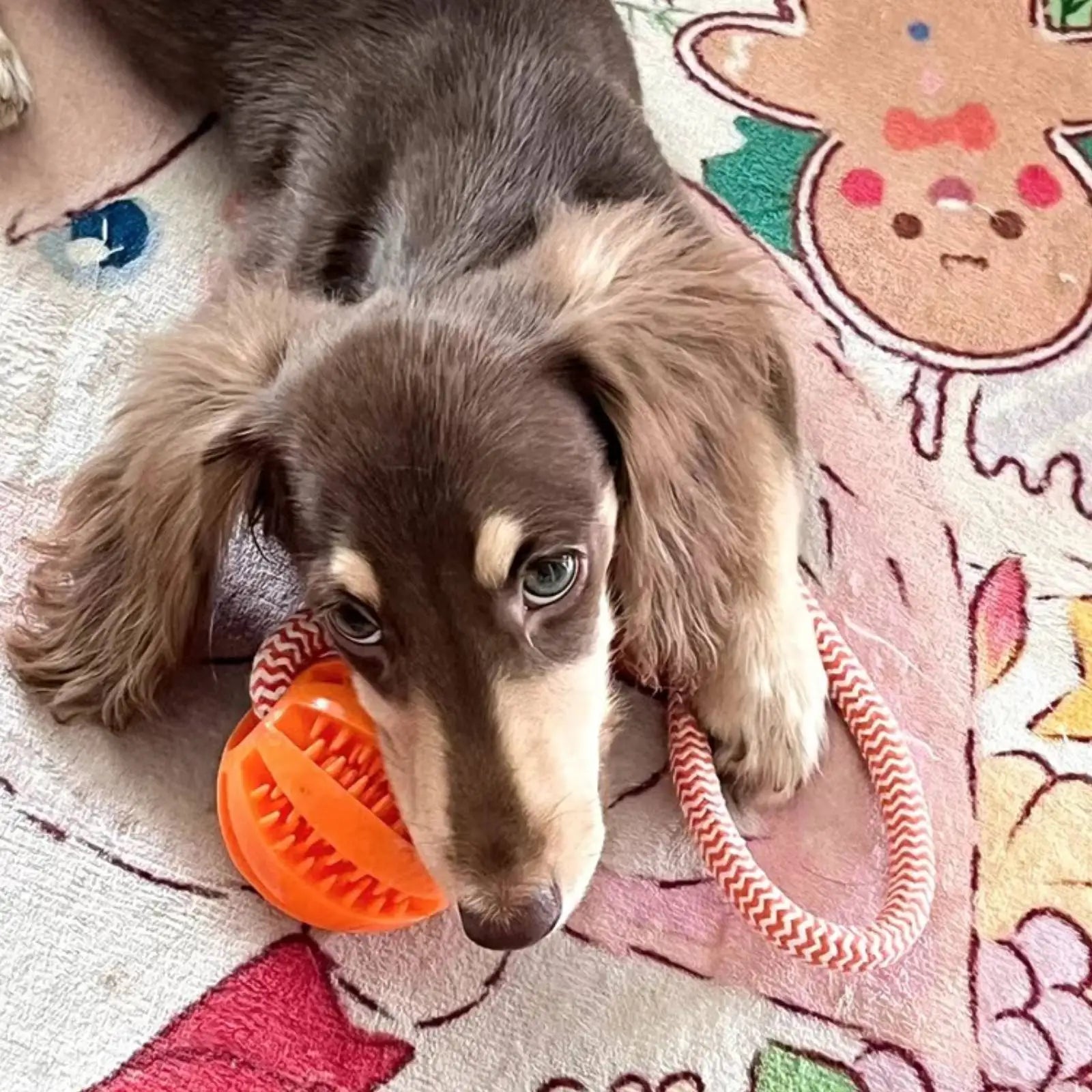 Dog Toy Bite-resistant cotton rope Handheld treat ball for teeth cleaning and training, interactive educational toy ball